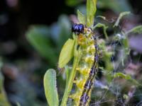 Buchsbaumzünsler Raupe